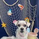 다원하개 이미지