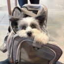 라운지125 | 강아지 한국 다녀오기: 스칸디나비아 항공 SAS 프리미엄 이코노미, 인천-코펜하겐-볼로냐, SAS 라운지 후기