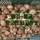 시암골 이미지