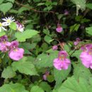 바람고개길 이미지