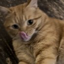 츄~베룹