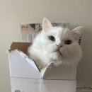 쥬디캣(Judy Cat) | 쥬디앤캣 리뷰