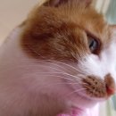 낭만고양이 - 고양시 덕양구 삼송로 240 | 낭만고양이