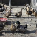 새집만석꾼 이미지