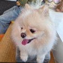 우리똥강아지 - 포항시 남구 문덕로 2 | 용마산 똥강아지 강아지 카페 내돈내산 솔직후기🐶