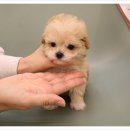 플랜멍 강아지분양 대구본점 이미지