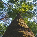 나무의 꿈 이미지