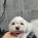 코코 SALON 네이버블로그