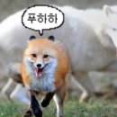 여우야