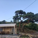 포레스트쉼 이미지