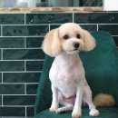 멍분의 멍 이미지