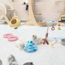 김포고양이분양 맘스캣 이미지