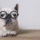 강북 24시 N 동물의료센터 이미지