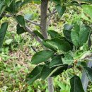 연풍농기계임대사업소 이미지