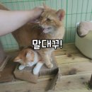 금동이네 이미지