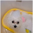 강아지 미용실 이미지