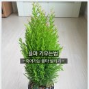 율마루 이미지