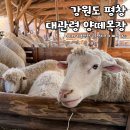 소중목장 | 강원도 평창 여행 필수 코스 대관령 양떼목장ㅣ아이랑 가볼만한 곳 추천, 먹이주기 후기