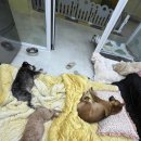 다둥 반려견 호텔 유치원 이미지