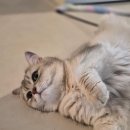 앤더독 | 눈에 보이는 비즈 캡슐 알갱이!고양이 최애 짜먹는 영양 간식 더독앤캣 NEW 비비캣 리퀴드 3종 솔직 후기