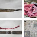 점액포자충 Enteromyxum leei 영양체(trophozoite) 이미지