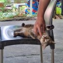 구명카써비스 | 롬복 | 롬복 래프팅, 점심, 래프팅 후기, 비용, 준비물 개냥이 :D, 풀만위치, 프라이빗 카 이용