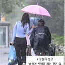 배추모종 보식하고 밤고구마 일부 수확 이미지