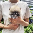 퍼피로그 강아지분양 창원점 이미지