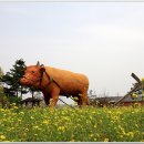 해파랑길(제26구간) 이미지