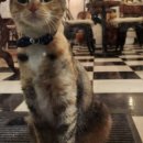 커피마이클 이미지