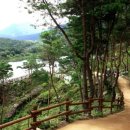 숲 이미지