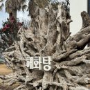 해화탕 | 목욕탕 컨셉의 특이하고 예쁜 감성카페 해화탕 후기. 소원초. 연무시간