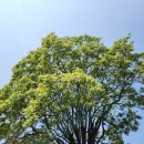 수색동 380-1 이미지