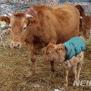 사천리축산 이미지