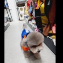 이츠펫(청당점) 이미지