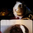 보들보들 이미지