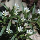 개별꽃 / Heterophylly false-starwort 이미지