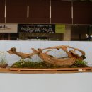 해오라비 난초 전시회 ( 춘천 ) 이미지