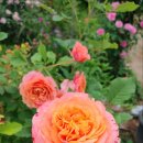 행주농장 이미지