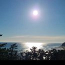 해돋이나무