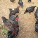 청야농장 이미지