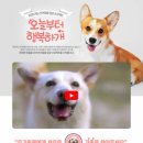 행복하개 반려동물 센터 이미지