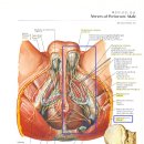 회음부 통증의 원인과 치료 방법에 대해. 이미지