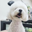 엔조이펫 이미지