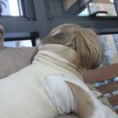 푸른종합동물병원 이미지