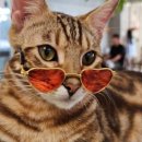 고양이네 생선가게 이미지