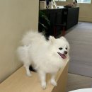 호야네애견샵 네이버블로그