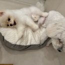 호텔맘 이미지