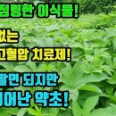 환삼덩굴-차로마셔도 몇일이면 혈압이 내리기 시작하며, 한달이면 정상에 가까워진다! 혈관에 쌓인 혈전을 배출해 혈관질환을 예방하며, 폐와 이미지