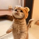 고양이 모자 이미지
